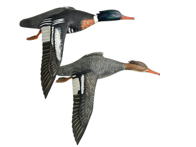 Mike Borrett – Flying Red-breasted Merganser Pair – 2024