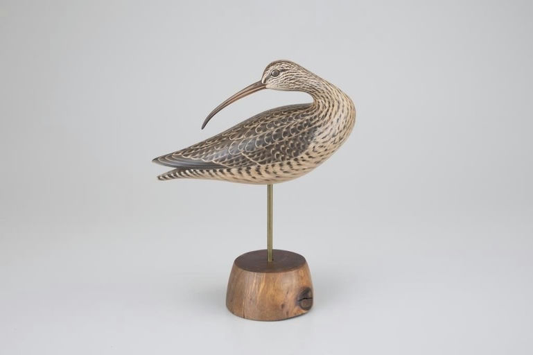 Keith Mueller – Preening Curlew – 2026