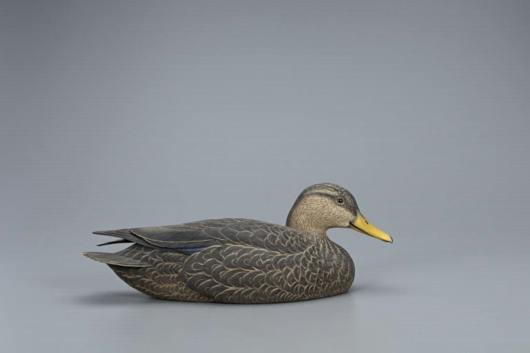 Oliver Lawson – Decorative Black Duck – 2019
