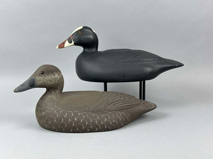 David Simandl – Surf Scoter – 2026
