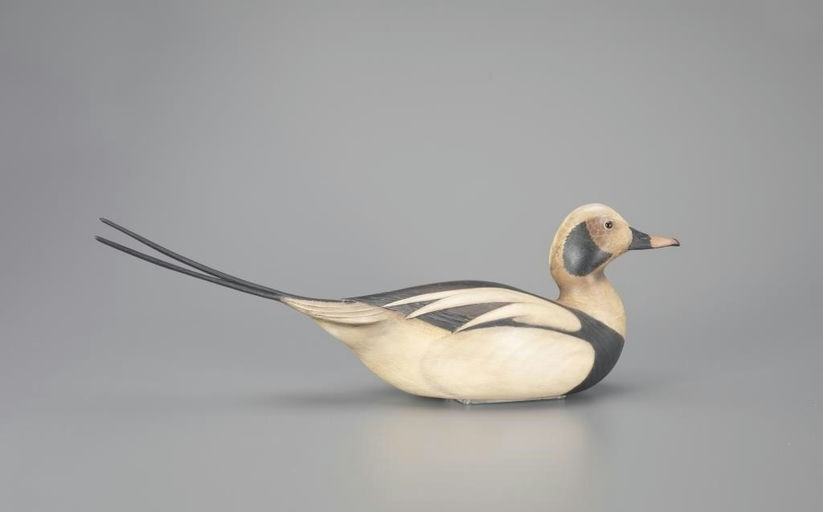 Bill Gibian – Outstanding Long-Tailed Drake – 2024
