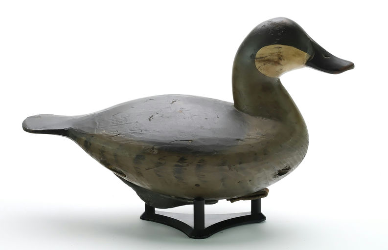 Pete Peterson – Ruddy Duck – 2024