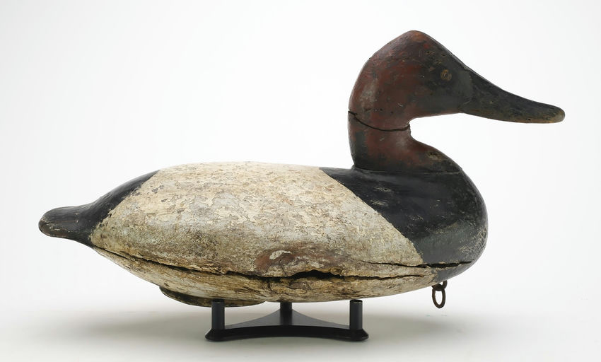 William Heverin – Canvasback – 2024
