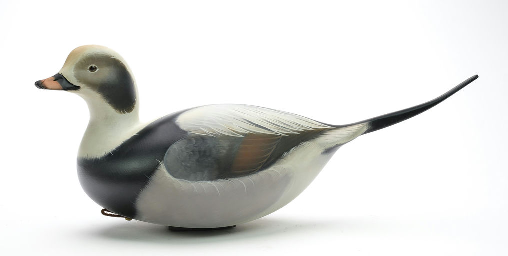 Sean Sutton – Long Tail Duck – 2024