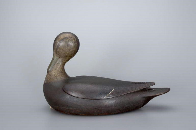 Mark McNair – Breast-Preening Black Duck – 2017