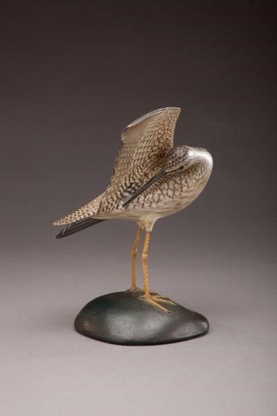 Elmer Crowell – Preening Greater Yellowlegs – 2013