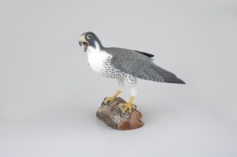 Frank Finney – Calling Peregrine Falcon – 2026