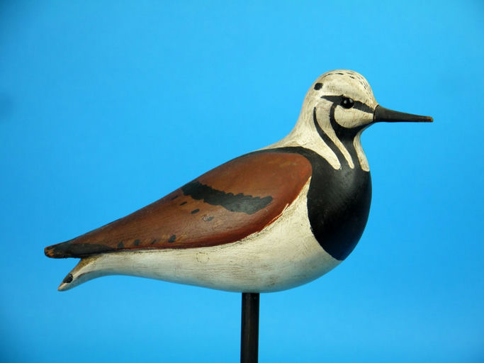 Steve Morey – Ruddy Turnstone – 2026
