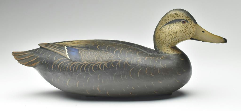 Bob White – Black Duck – 2023