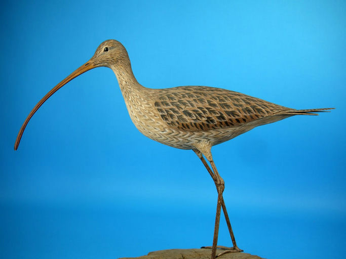Harry McChesney – Long-billed Curlew – 2026