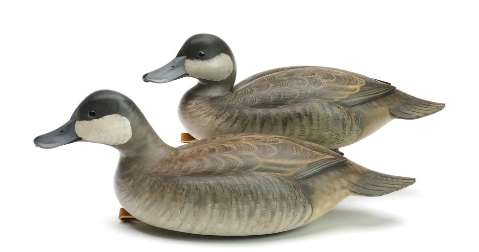 George Strunk – Ruddy Duck – 2025