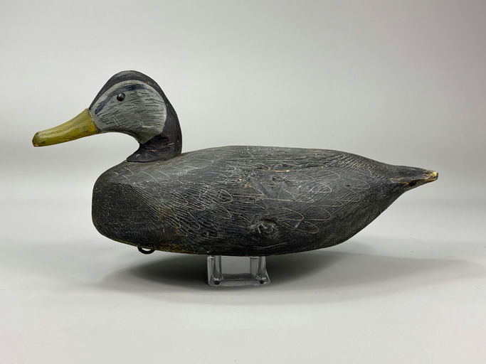 Miles Hancock – Black Duck – 2026
