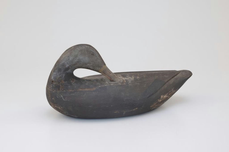 Gus Wilson – Preening Black Duck – 2026