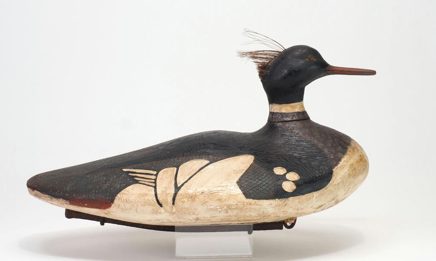 Amos Blackburn — Redbreasted Merganser Drake