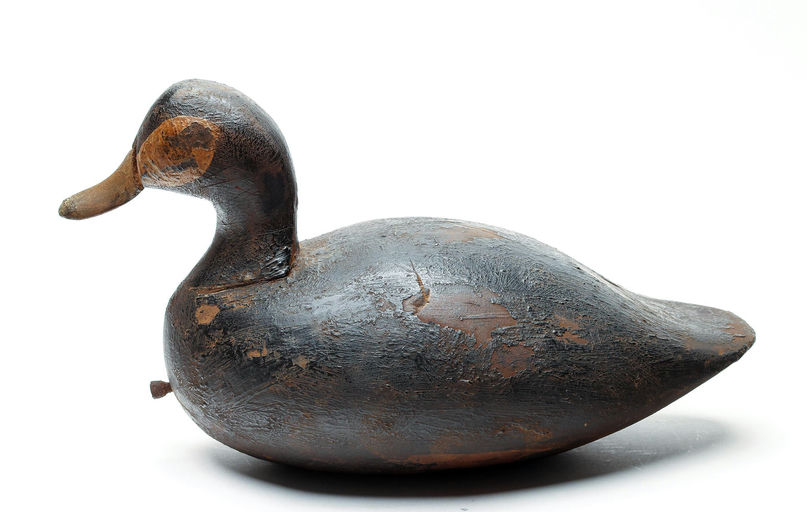 Michael Yannelli – Ruddy Duck – 2026