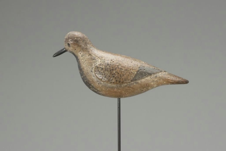 Verity Family – Black-Bellied Plover – 2018