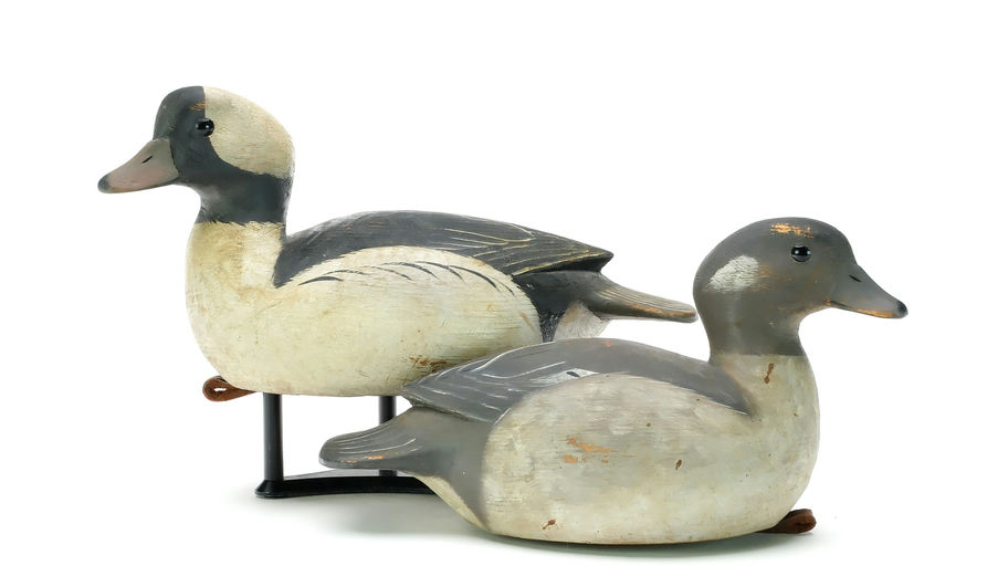 Reggie Birch – Bufflehead – 2025