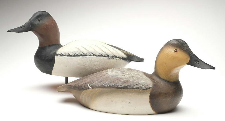 Ward Brothers – Pair of canvasbacks – 2023