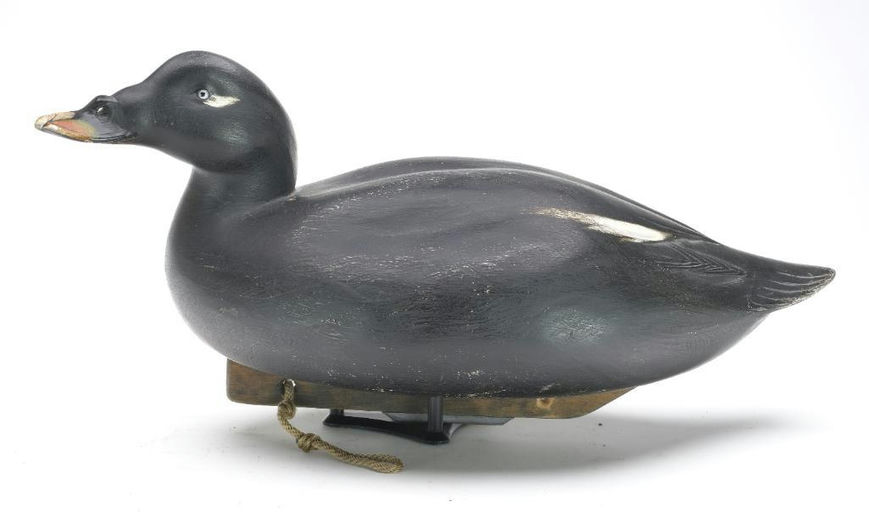 Jim Schmiedlin – White-winged Scoter – 2023