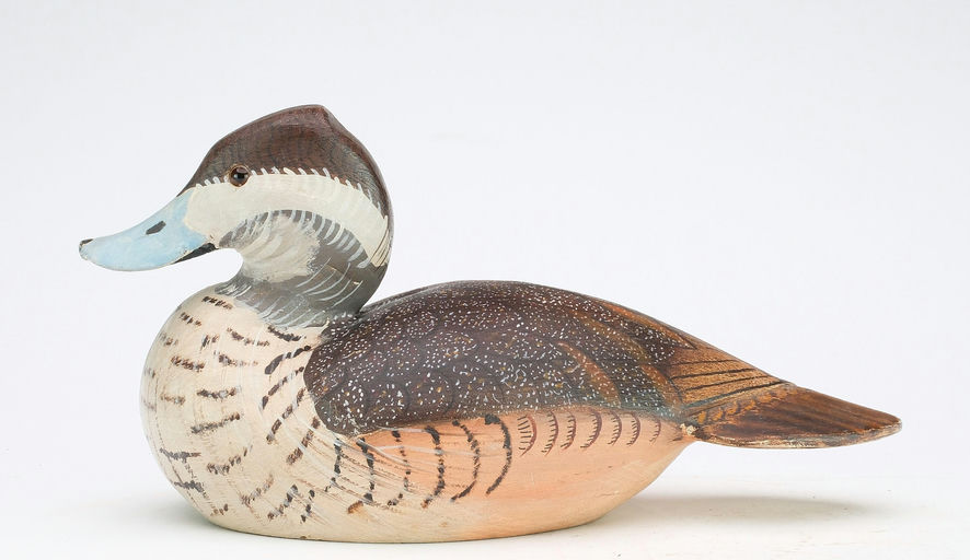 Ward Brothers – Ruddy duck – 2024