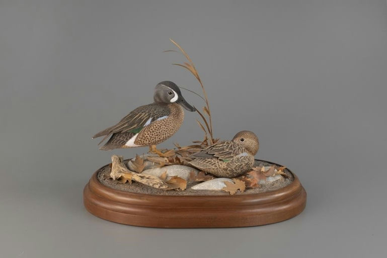 Dan Williams – Blue-winged Teal Pair – 2025