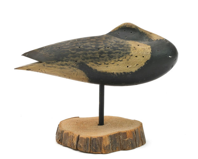 Bob White – Sleeping Black Bellied Plover – 2024