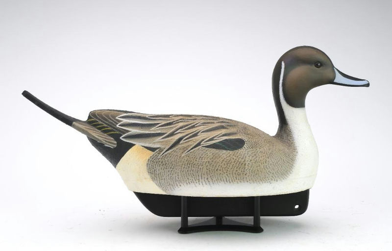 Tom Matus – Pintail – 2024
