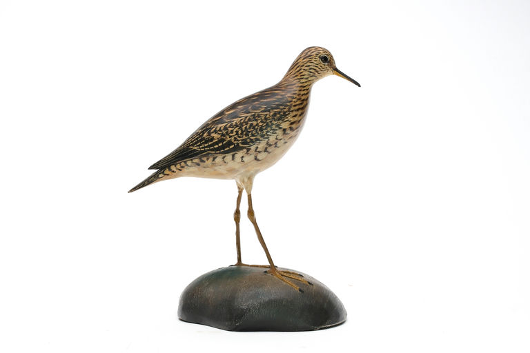 Elmer Crowell – Plover – 2026