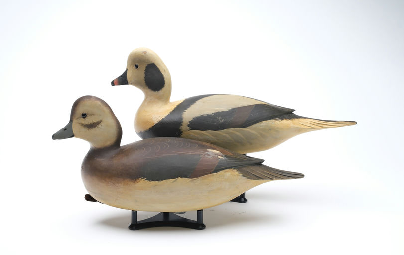Bob White – Pair of Long Tail Duck – 2025