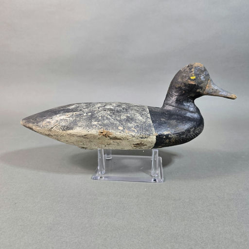 Larrimore Family – Scaup – 2026