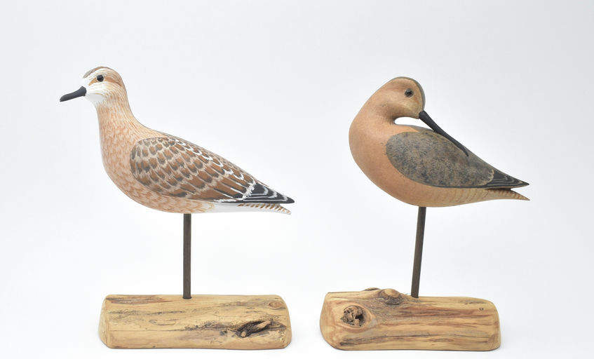 Harry V. Shourds – Shorebird – 2025