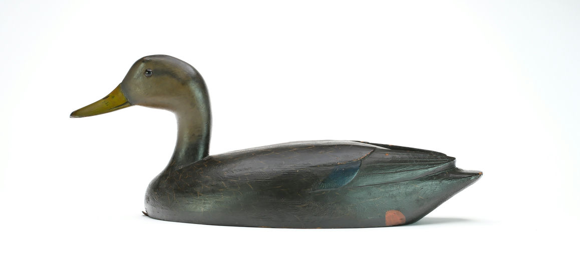 David W. Nichol – Black Duck – 2025