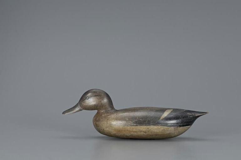 Cassius Smith – Swimming Gadwall – 2019