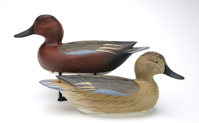 William Bill R. Goenne — Cinnamon Teal