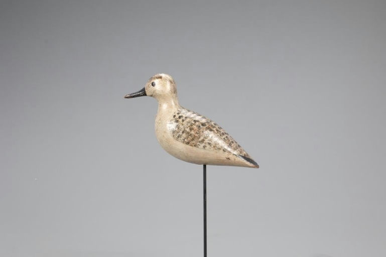 Harry V. Shourds – Mackey Shourds Plover in Winter Plumage – 2021