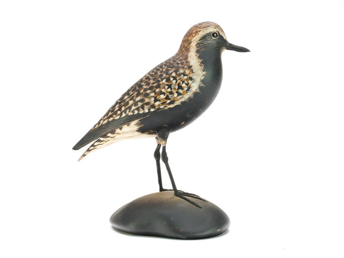 Elmer Crowell – Black Bellied Plover – 2025