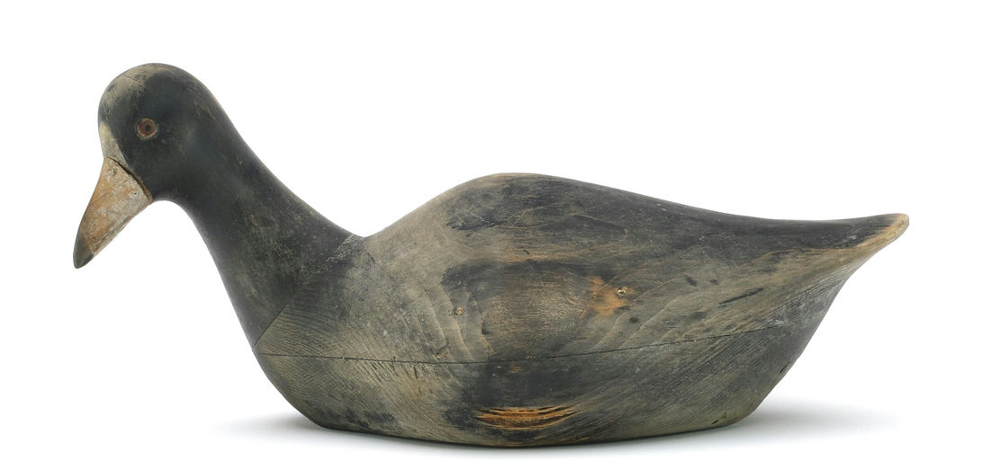 Pete Peterson – Coot – 2024
