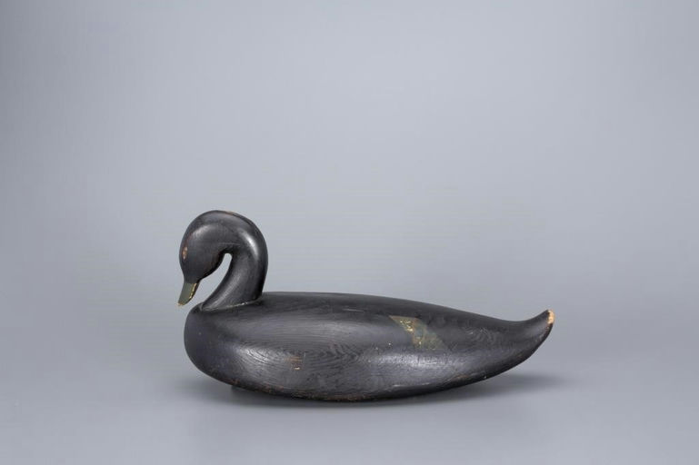 Samuel Smith Toothaker – Preening Black Duck – 2017
