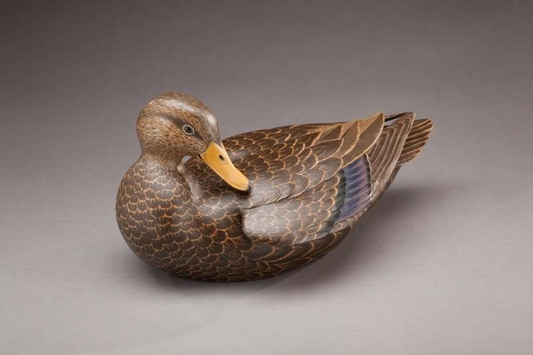Eddie Wozny – Preening Black Duck – 2012