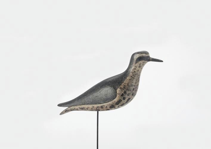 Folger Family – O'Brien Folger Golden Plover – 2021