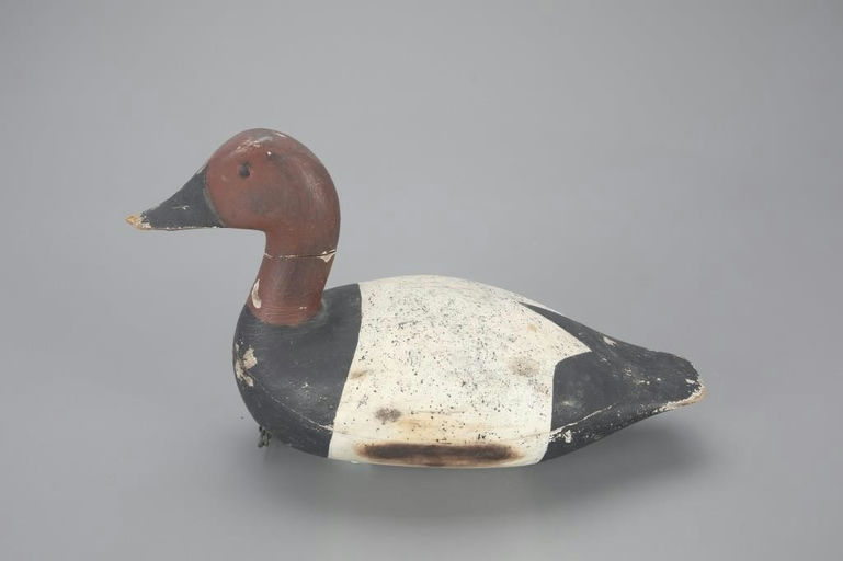 Ed Phillips – High-head Canvasback – 2023