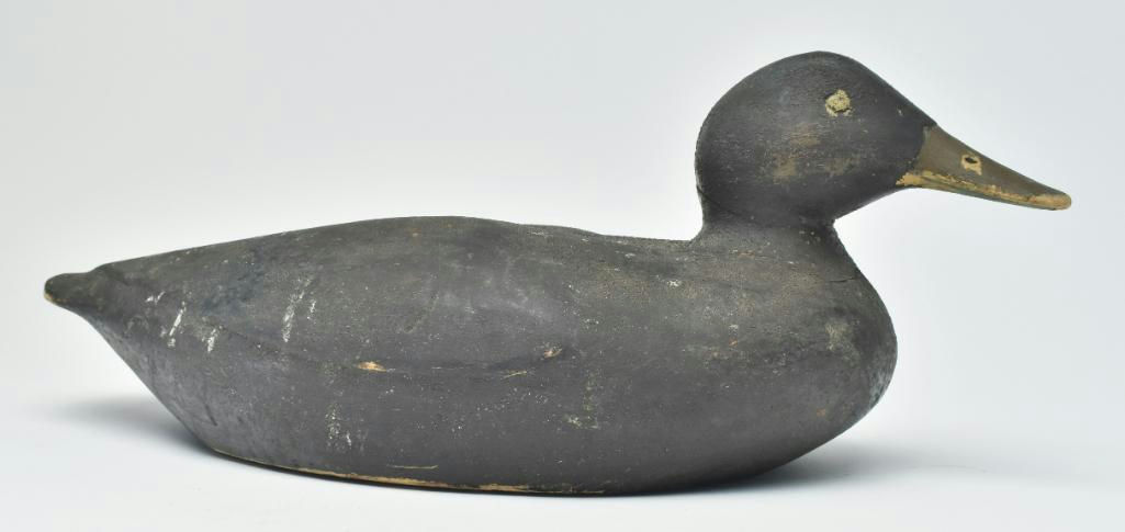Gus Wilson – Eider Hen – 2023