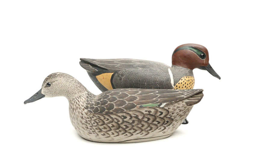 Grayson Chesser – Pair of Green-winged Teal – 2026
