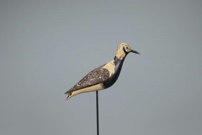Daniel Lake Leeds – Ruddy Turnstone – 2020