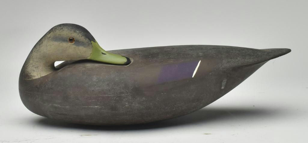 Hurley Conklin – Preening Black Duck – 2023