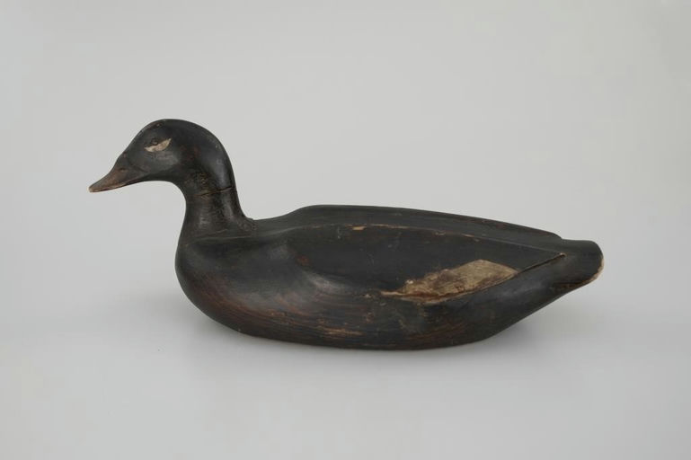 Gus Wilson – Turned-Head White-Winged Scoter – 2026