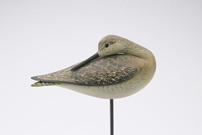 Bill Gibian – Preening Yellowlegs – 2024