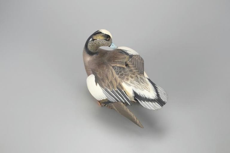 Ward Brothers – Sunbathing Wigeon – 2022