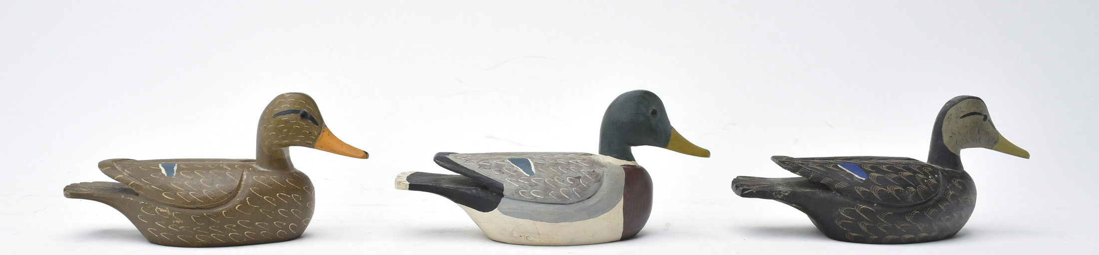 Cigar Daisey – Black Duck – 2025