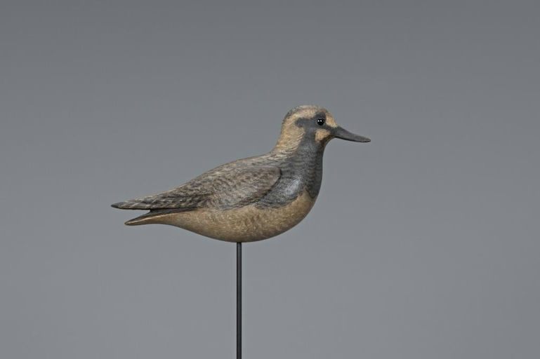 David Ward – Ruddy Turnstone – 2019